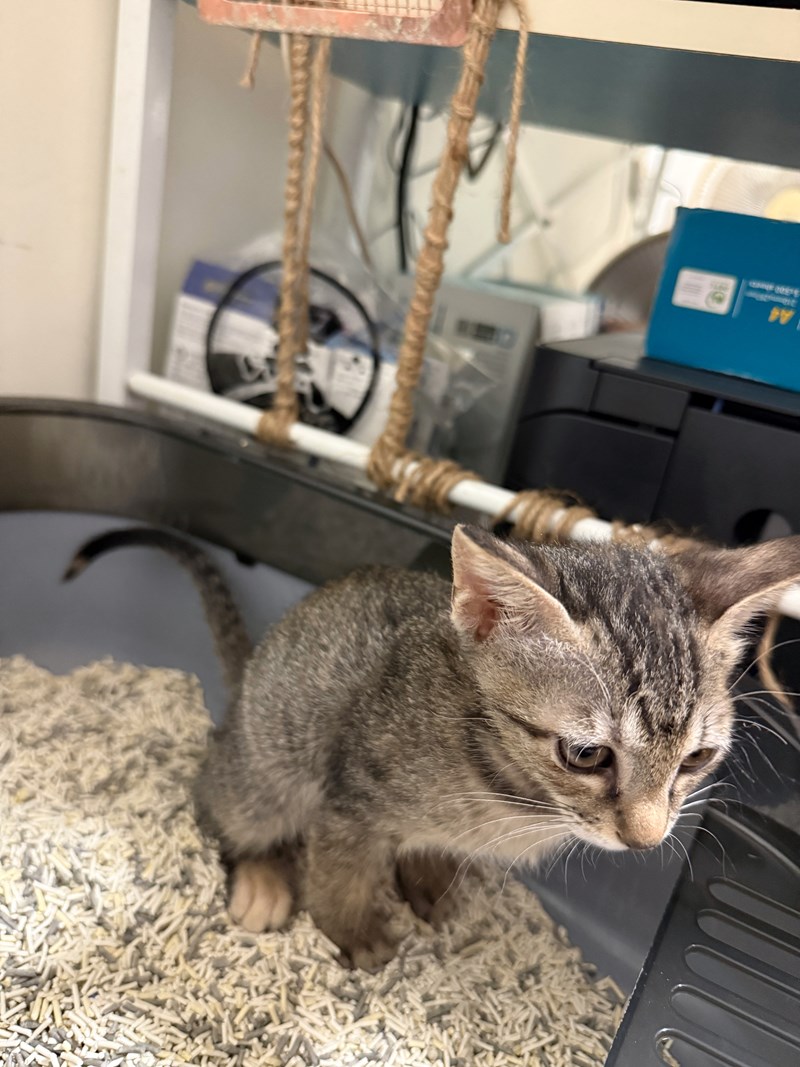 女人知己試用大隊,口碑行銷,部落客行銷,Moegis萌吉 腸道生機專利RBE益生菌,寵物益生菌,專利RBE益生元,專利蔬果酵素,小分子胜肽,藍藻粉,維持免疫力,幫助維持消化道機能,維持正常食慾,改變細菌叢生態,腸胃保健,犬貓適用